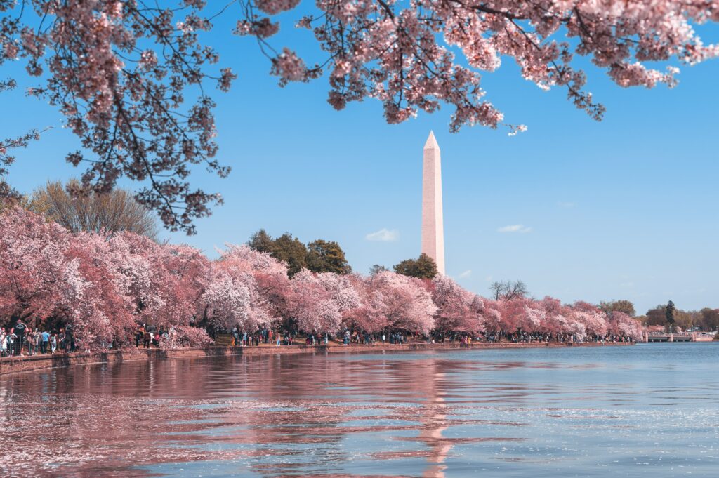 Travel resources for Virginia from Locals. Image of Washington DC during cherry blossom season.