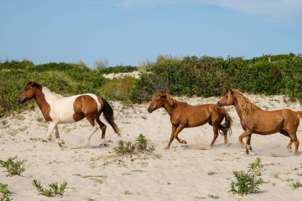 Take a drive up to Chincoteague for the annual pony run- postponed for 2021