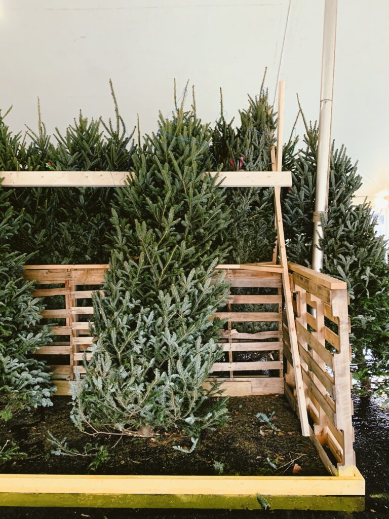 Where to Buy a Christmas Tree in Williamsburg