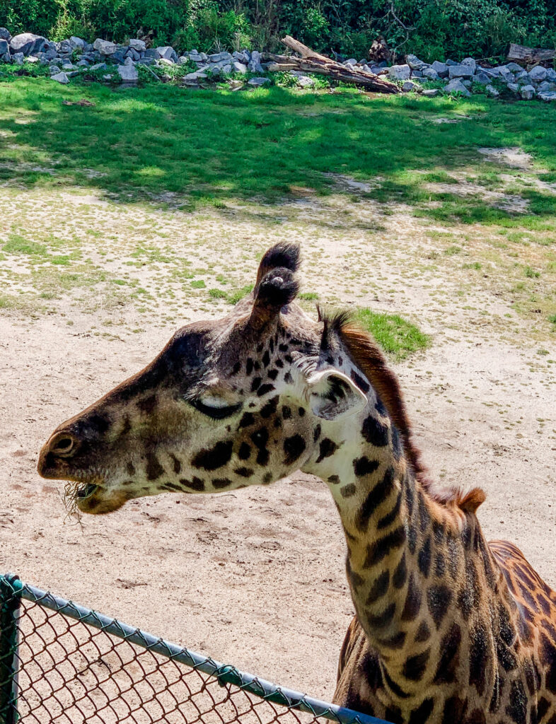 giraffes at virginia zoo
