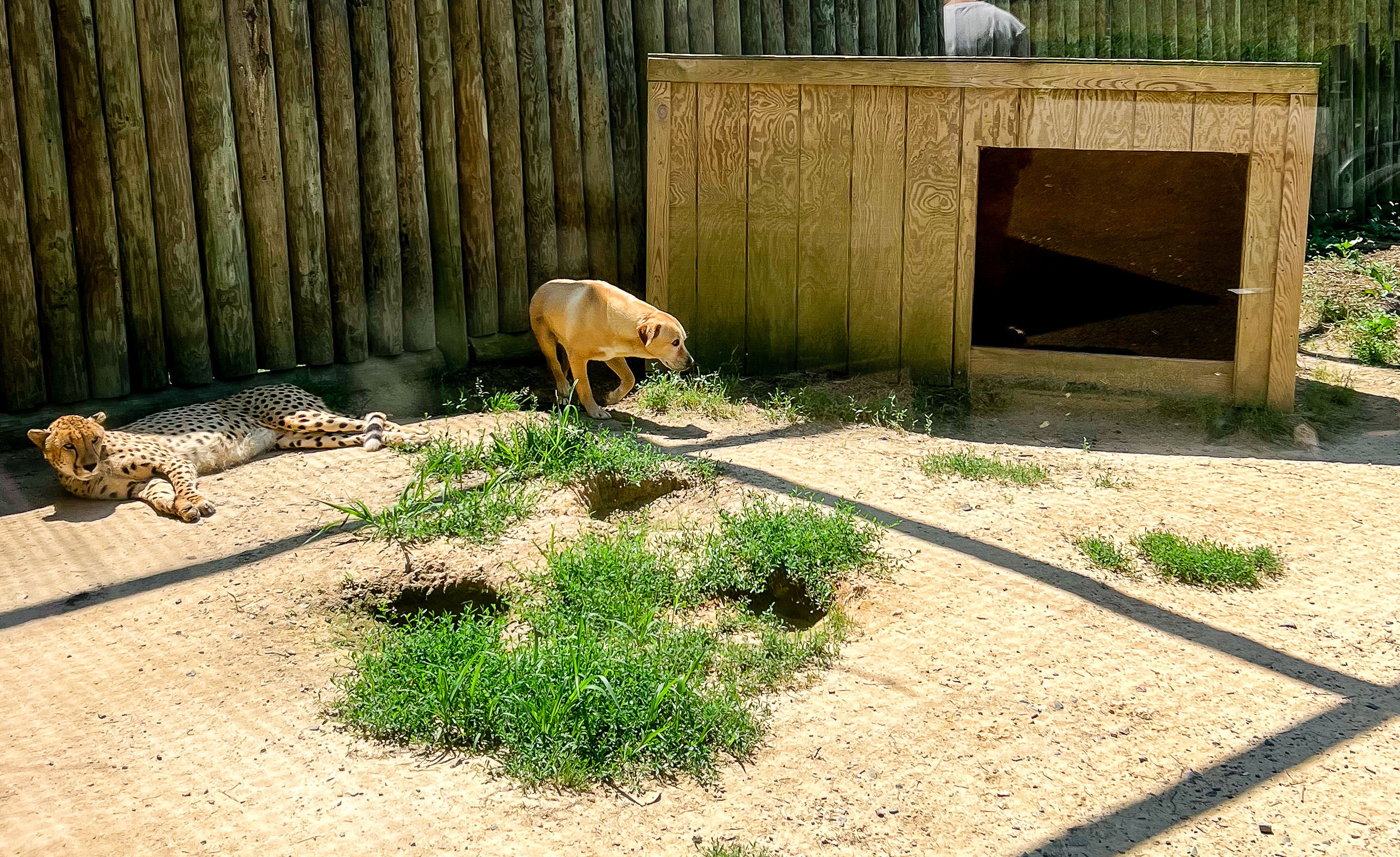 cheetah and dog duo at the richmond zoo