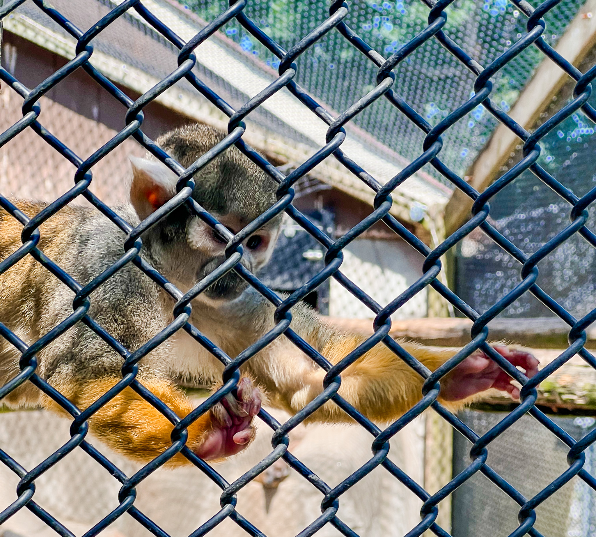 primates at richmond zoo