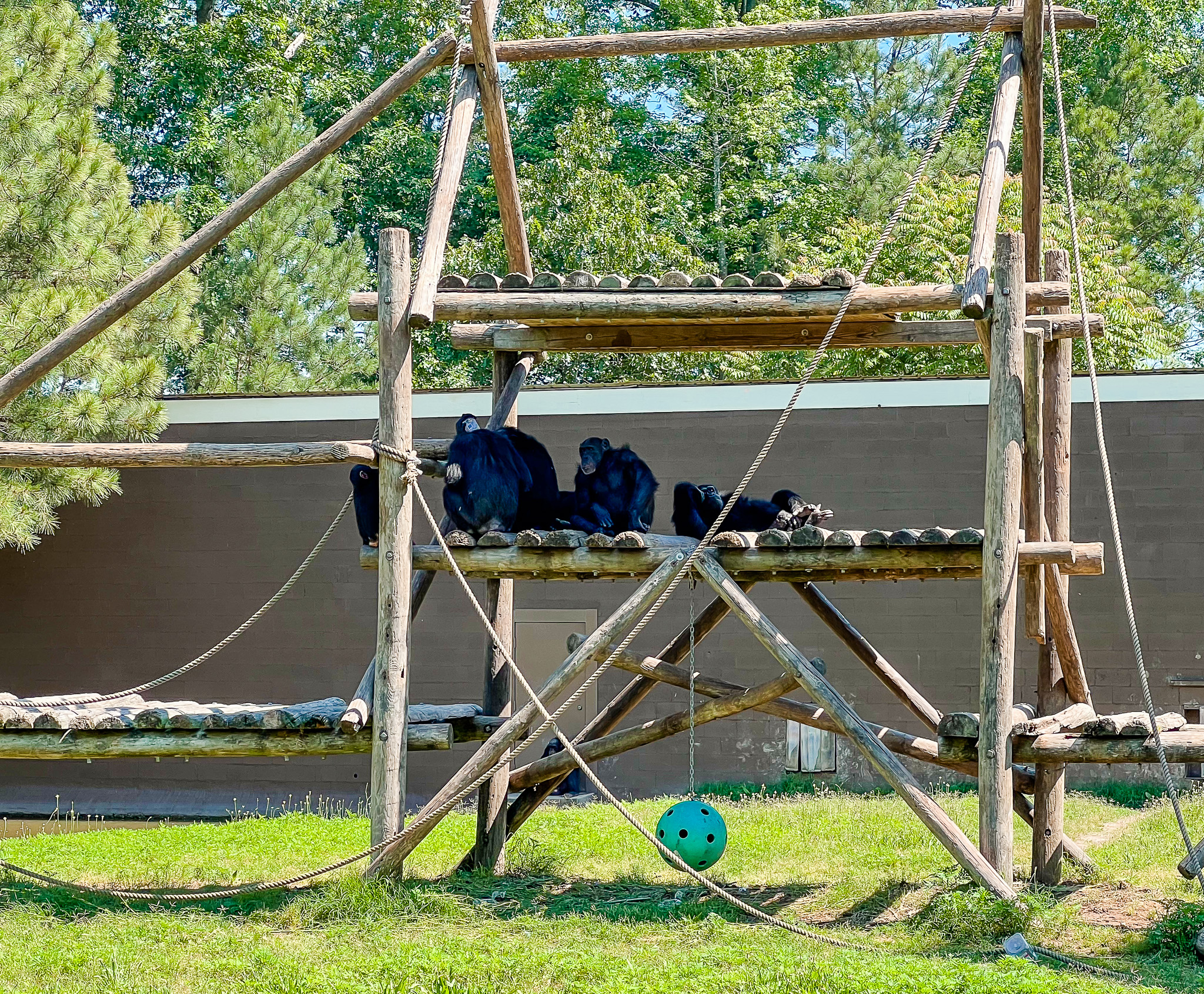 siamangs playing at the richmond zoo