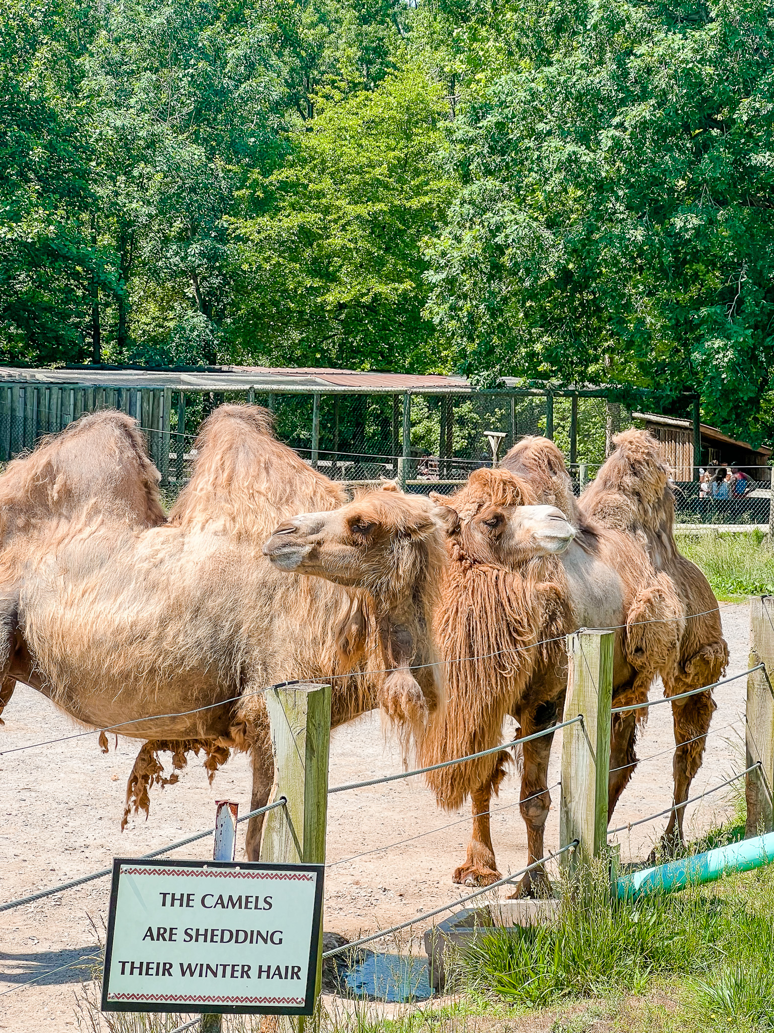 camels at the Richmond Zoo VA