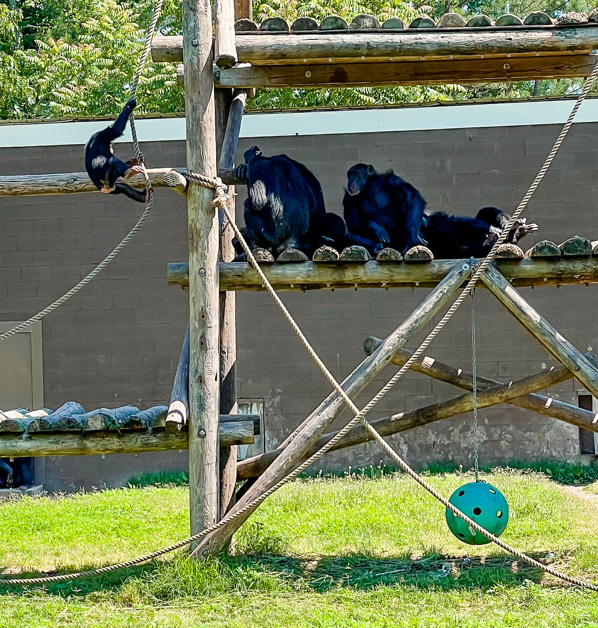 siamangs playing at the richmond zoo