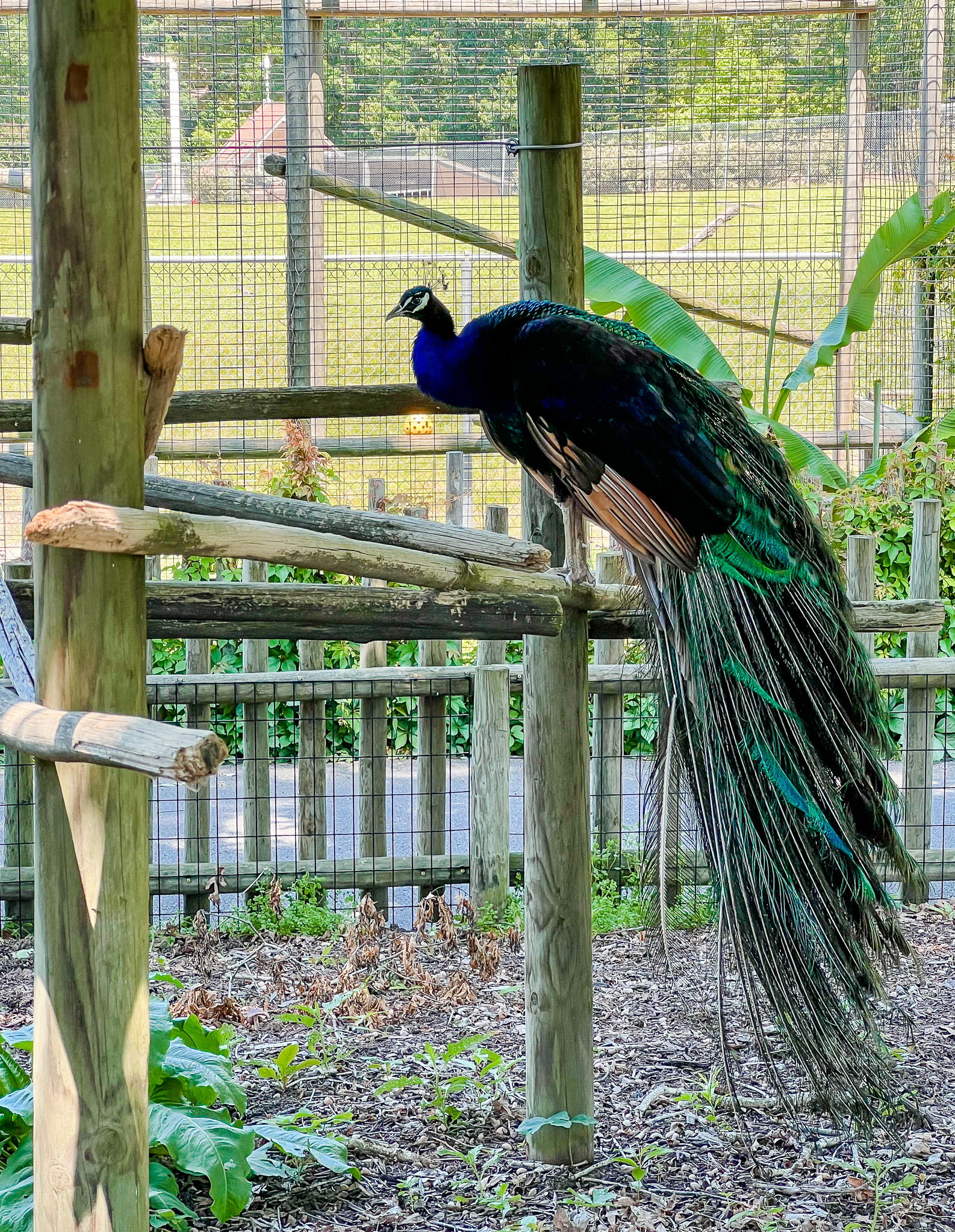 peacock  at richmond zoo