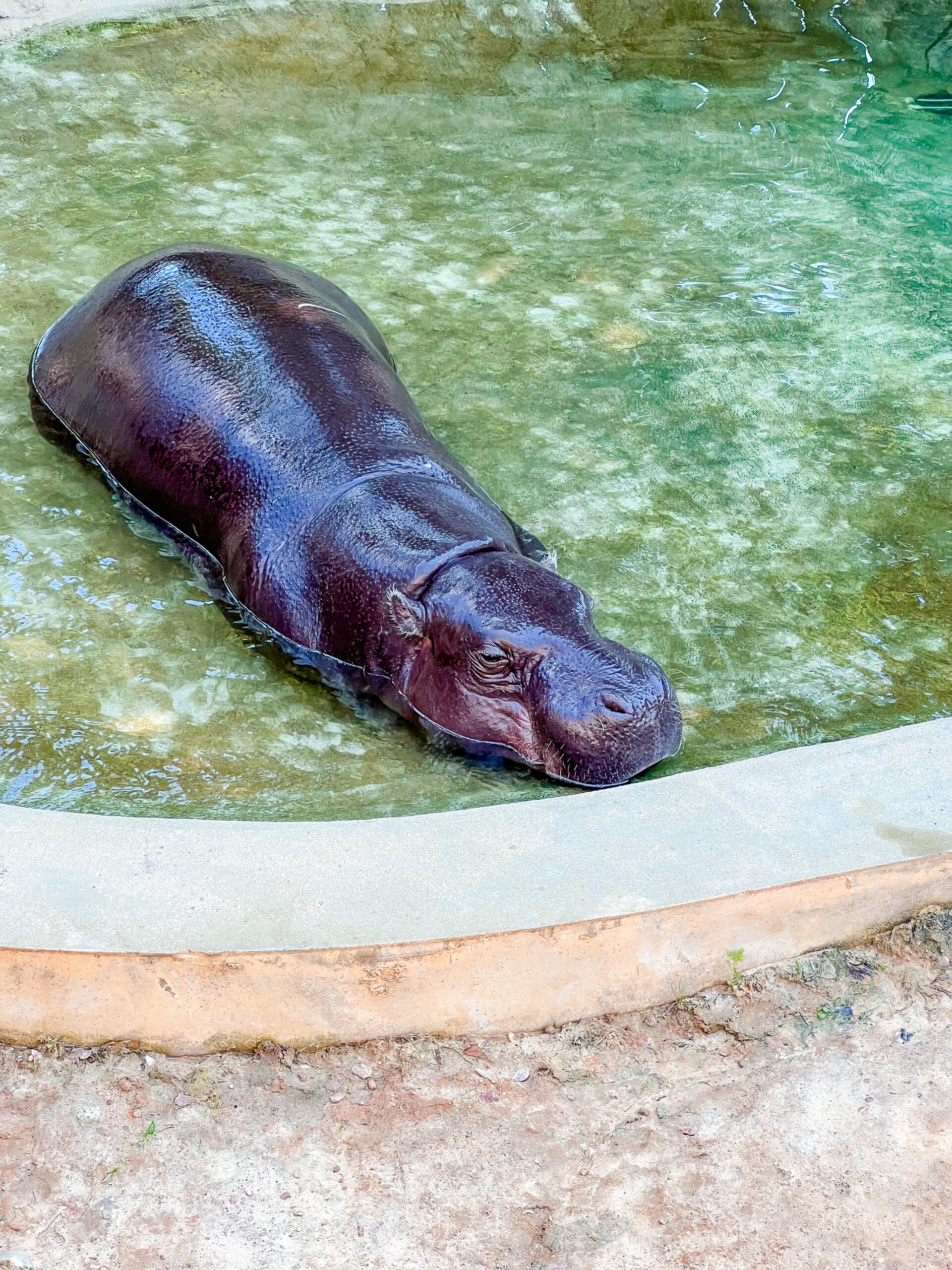 hippo at richmond zoo